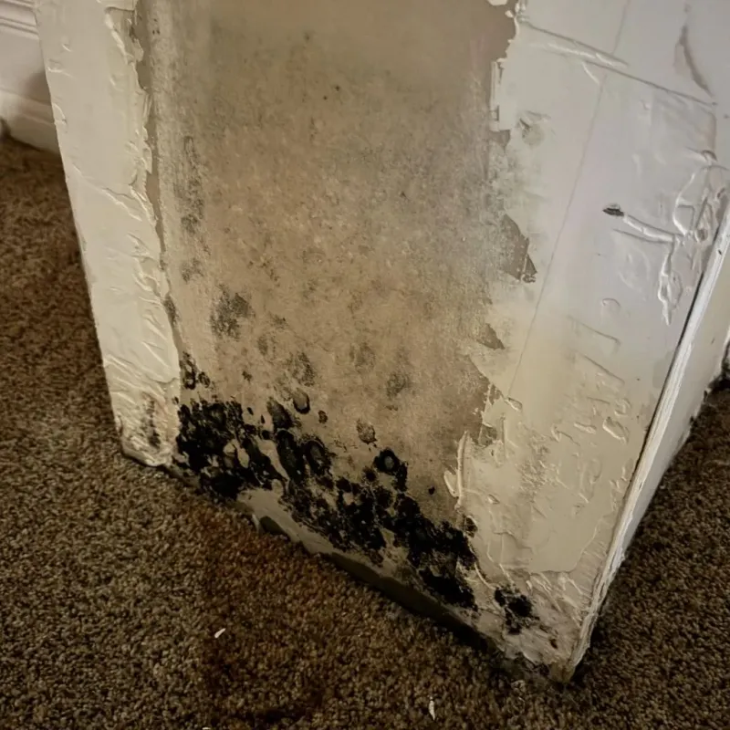 Professional Mold Removal in Delphi, IN
